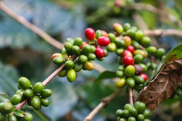 Ethiopia Yirgacheffe Mamo Kacha to wyrafinowana kawa ziarnista pochodząca z regionu Yirgacheffe w Etiopii, uznawanego za kolebkę kawy. Region ten, zlokalizowany w strefie Gedeo w południowej części kraju, słynie z produkcji kaw o niezwykłych walorach sensorycznych. Dzięki unikalnym warunkom klimatycznym i tradycyjnym metodom obróbki kawa ta oferuje niepowtarzalny smak i aromat.