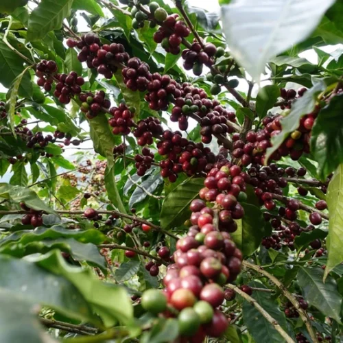 Alternative view of Gwatemala Huehuetenango Espresso | Kawa Ziarnista do Ekspresu