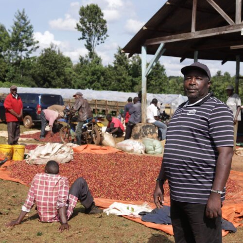 Alternative view of Kenia Rungeto Karimikui – kawa ziarnista jasno palona specialty z Kirinyaga 250g