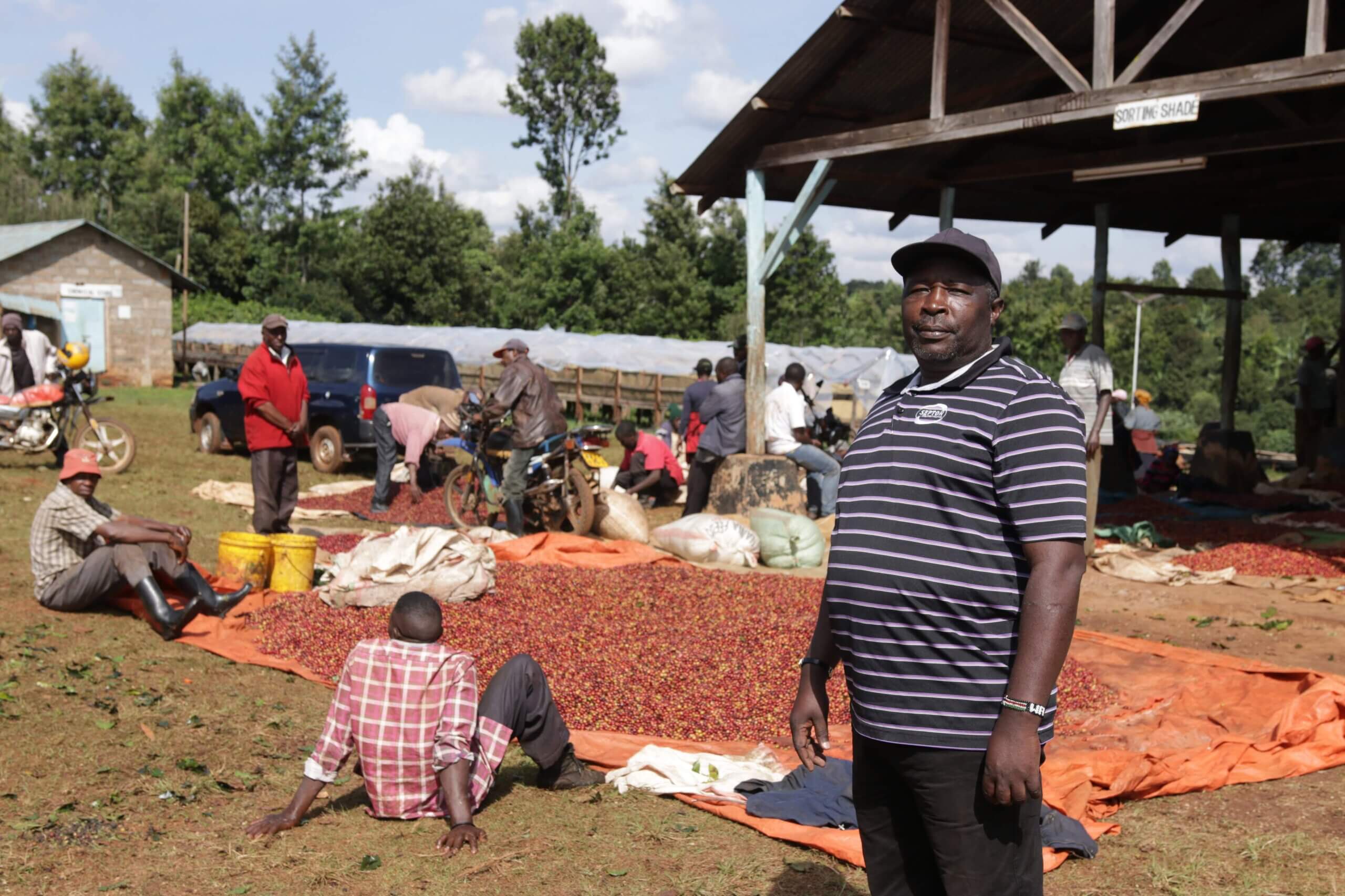 Kenia Rungeto Karimikui – kawa ziarnista jasno palona specialty z Kirinyaga 250g - obrazek 2