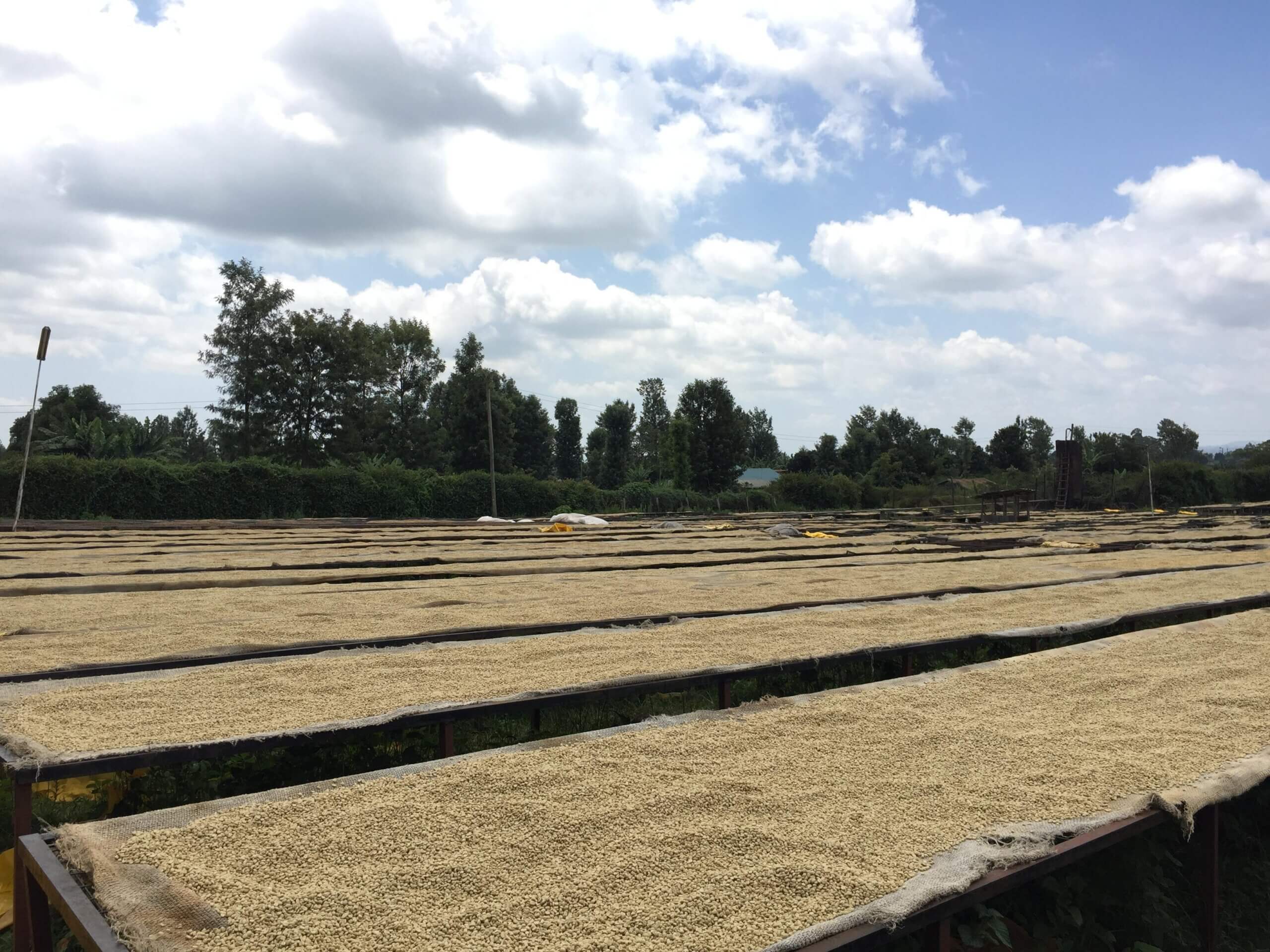 Kenia Rungeto Karimikui – kawa ziarnista jasno palona specialty z Kirinyaga 250g - obrazek 3