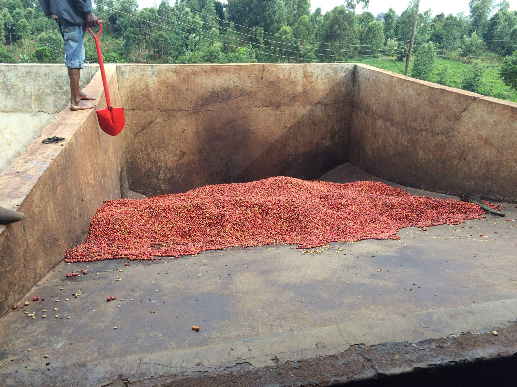 Kenia Rungeto Karimikui – kawa ziarnista jasno palona specialty z Kirinyaga 250g - obrazek 6