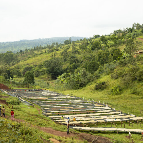 Burundi Karira - Kawa do Dripa