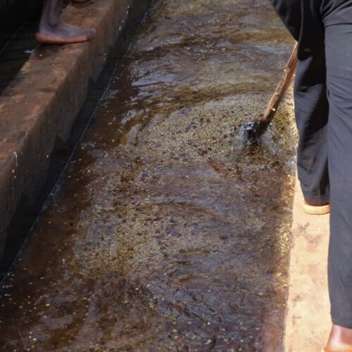 Opis: Kawa Kenia Ngurueri AA to wyjątkowa propozycja dla prawdziwych koneserów kawy. Pochodzi z regionu Ngurueri w Kenii, znanego z produkcji wysokiej jakości ziaren.