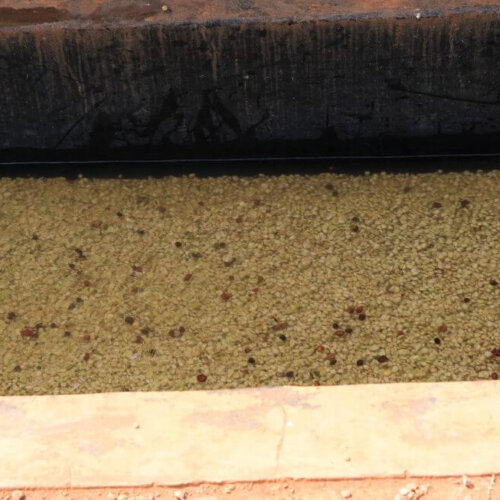 Opis: Kawa Kenia Ngurueri AA to wyjątkowa propozycja dla prawdziwych koneserów kawy. Pochodzi z regionu Ngurueri w Kenii, znanego z produkcji wysokiej jakości ziaren.