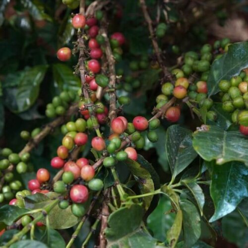 Kenia Ngurueri AA to kawa o wyjątkowym profilu smakowym z nutami czarnej porzeczki, czerwonych owoców, skórki cytryny i kwiatowym posmaku.
