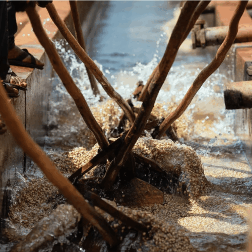 Wyjątkowy Profil Smakowy: Kenia Ngurueri AA to mieszanka odmian SL 28 i SL 34, które tworzą harmonijny profil smakowy.