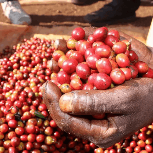 Kenia Ngurueri AA to kawa o wyjątkowym profilu smakowym z nutami czarnej porzeczki, czerwonych owoców, skórki cytryny i kwiatowym posmaku. Dobra kawa