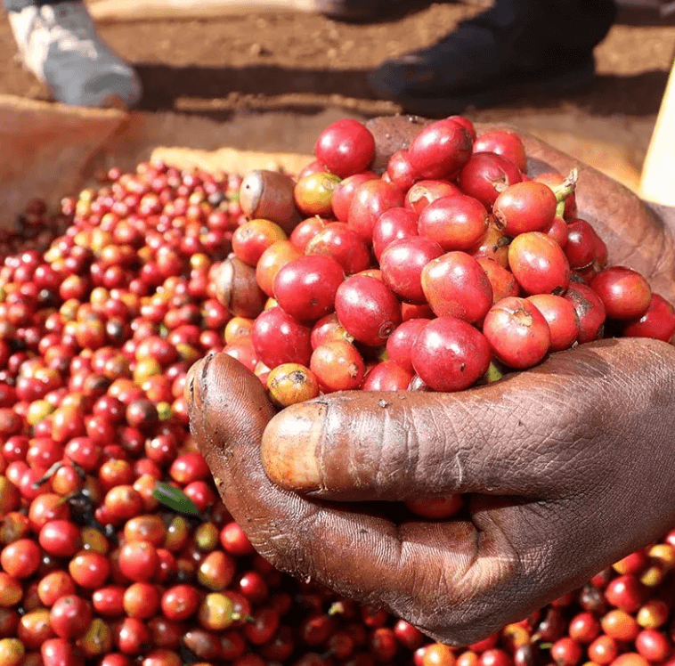 Zakup dobrej kawy. Na co zwrócić uwagę? Napewno na jakość kawy . Kawa Specialty będzie droższa ale z bogatszym aromatem.