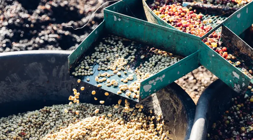 Zielone (surowe ziarna kawy) to początek procesu palenia kawy. 