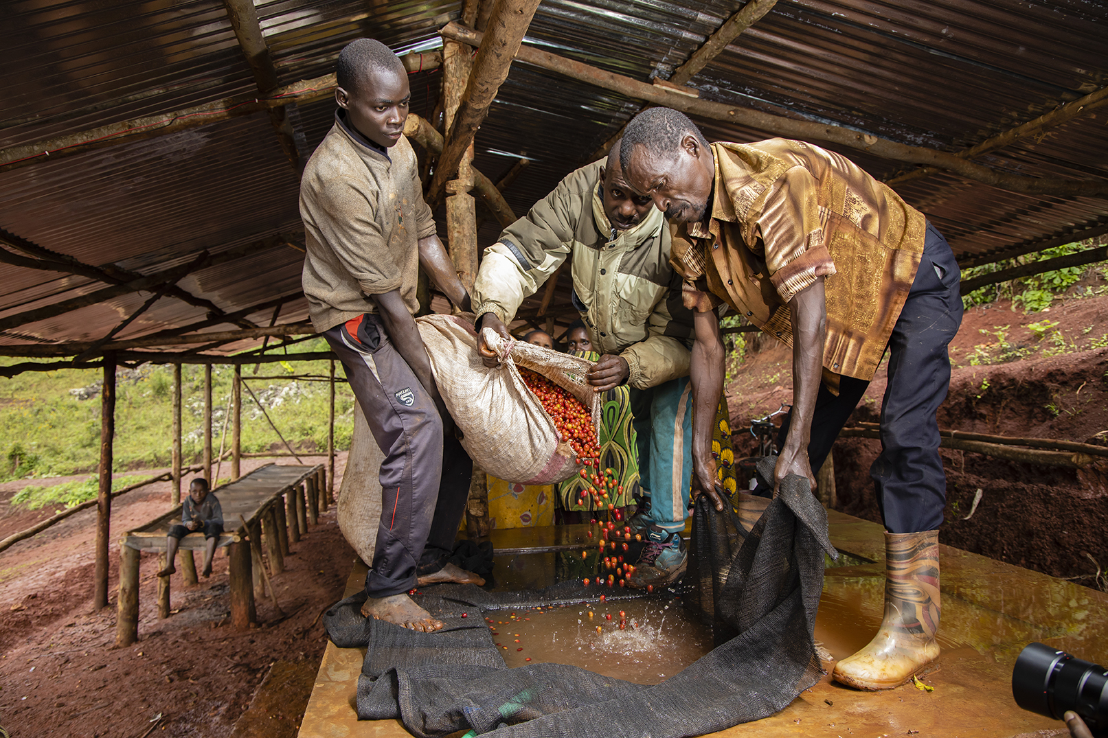 Wzrost cen kawy na świecie. 