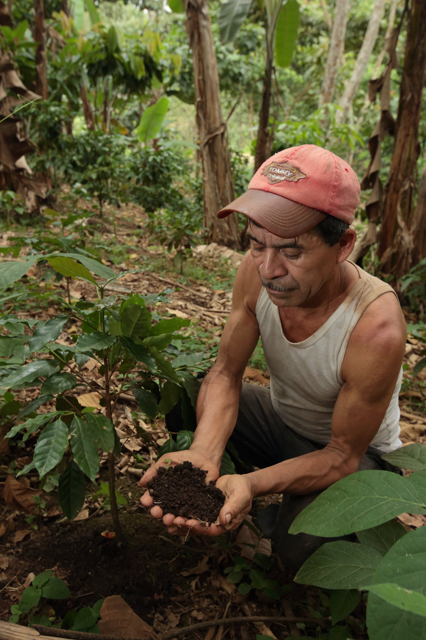 Gleba odgrywa kluczową rolę w kształtowaniu terroir kawy, czyli zespołu czynników środowiskowych wpływających na jej profil smakowy. Wulkaniczne gleby w regionach takich jak Etiopia i Kostaryka są bogate w minerały, co sprzyja rozwojowi kawowców i może wpływać na złożoność smaków ziaren. Gleba powinna charakteryzować się dobrym drenażem, jednocześnie zachowując odpowiedni poziom wilgoci, co zapewnia optymalne warunki wzrostu roślin. Skład chemiczny gleby, w tym zawartość azotu, fosforu i potasu, ma istotne znaczenie dla zdrowia kawowców i jakości owoców.