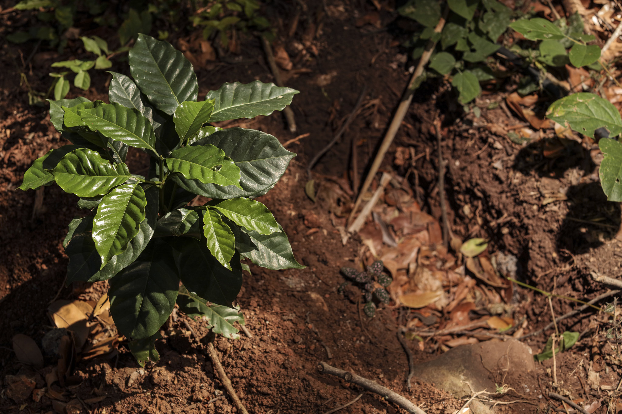 W Brazylii gleby, często gliniaste i bogate w żelazo, wspierają rozwój roślin, ale same minerały nie przekładają się bezpośrednio na specyficzne nuty smakowe, takie jak czekolada czy orzechy. Te profile są wynikiem złożonego oddziaływania różnych czynników, takich jak genetyka odmian (np. Bourbon, Catuai), klimat, wysokość upraw oraz metody przetwarzania (np. obróbka naturalna). Gleby bogate w żelazo mogą natomiast wspierać zdrowy wzrost roślin, co pośrednio wpływa na jakość owoców.