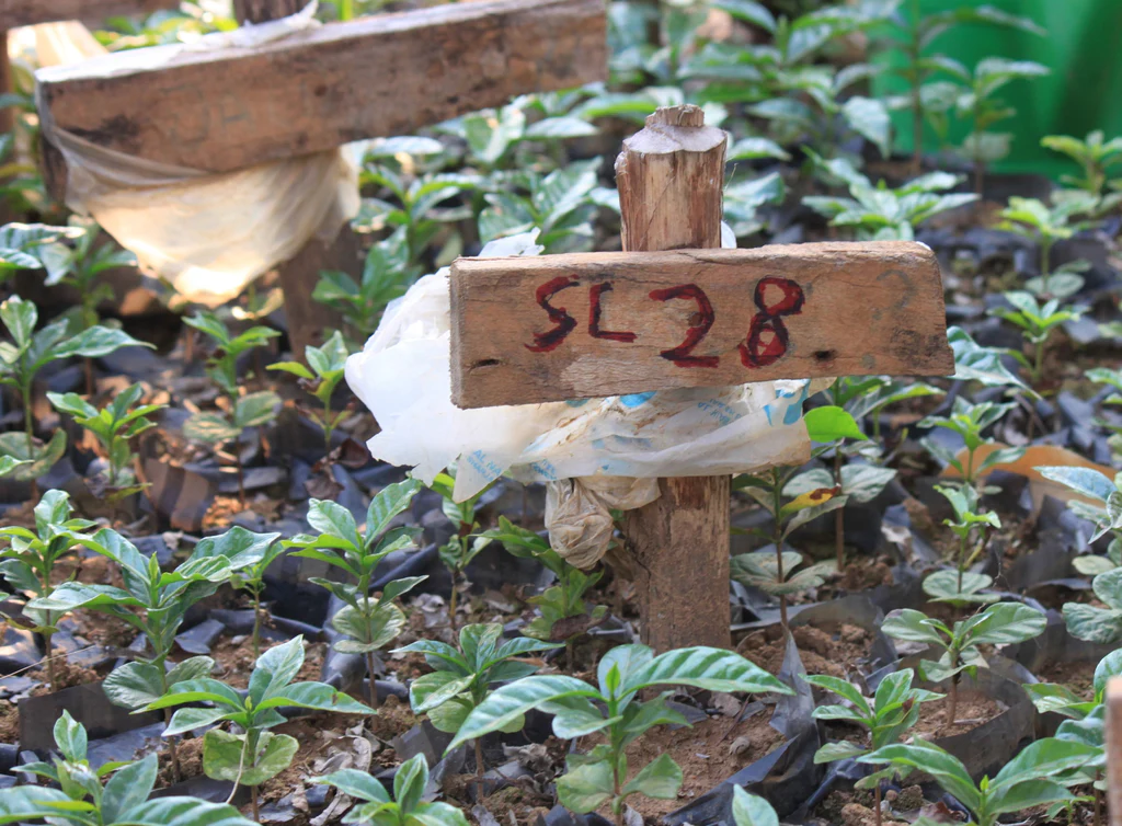 SL28 odmiana kawy - plantacja małych drzewek