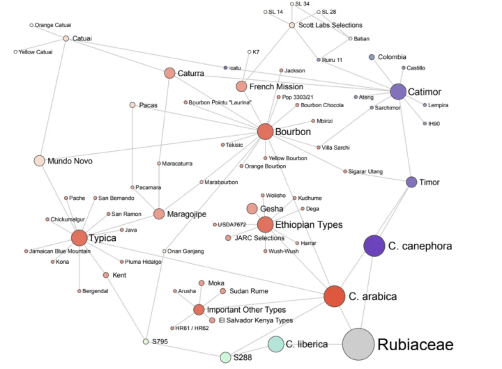 Dokładna liczba odmian kawy pozostaje tajemnicą, ale w samej Etiopii odkryto już ponad 10 000 różnych odmian, uprawianych w różnych regionach kraju. Eksperymenty z uprawą kawy w nietypowych lokalizacjach i testy smakowe prowadzone wspólnie z producentami pozwalają na nieustanny rozwój kawowych możliwości, co z kolei wzbogaca ofertę dla kawoszy.