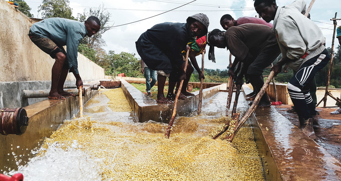 Metoda myta, znana również jako washed, polega na usunięciu miąższu z owoców kawy przed fermentacją i płukaniem. Proces ten wymaga dużej ilości wody i jest popularny w regionach takich jak Kolumbia, Kenia czy Kostaryka.