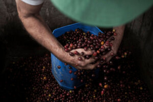 Dobra palarnia kawy – co to znaczy?