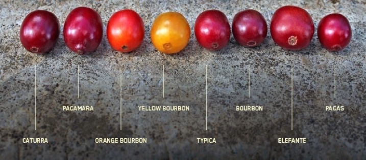 Dokładna liczba odmian kawy pozostaje tajemnicą, ale w samej Etiopii odkryto już ponad 10 000 różnych odmian, uprawianych w różnych regionach kraju. Eksperymenty z uprawą kawy w nietypowych lokalizacjach i testy smakowe prowadzone wspólnie z producentami pozwalają na nieustanny rozwój kawowych możliwości, co z kolei wzbogaca ofertę dla kawoszy.