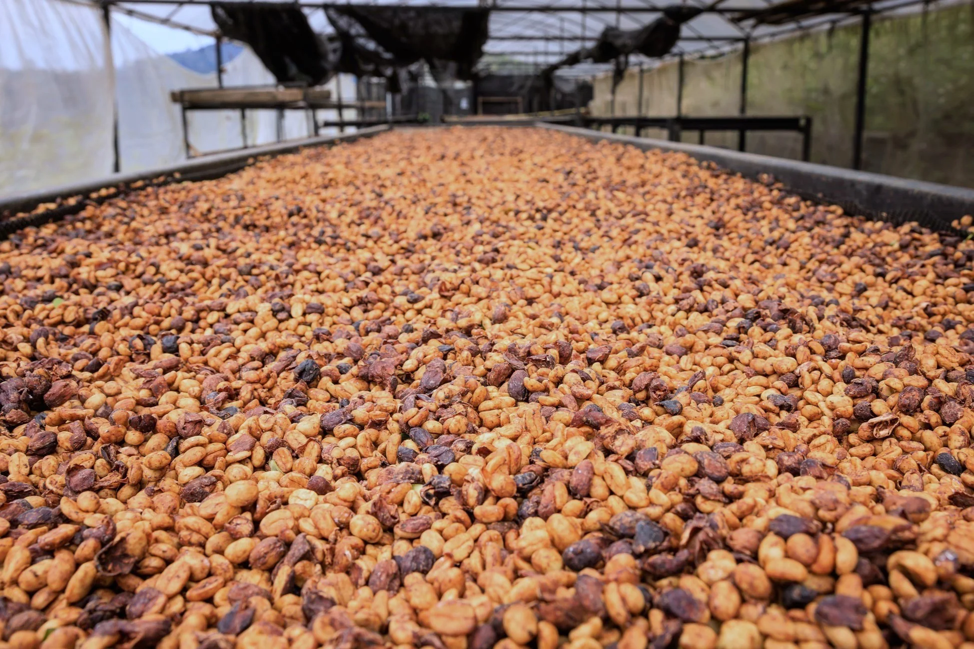 Metoda honey to hybryda obróbki naturalnej i mytej. Polega na częściowym pozostawieniu miąższu (tzw. mucilage) na ziarnach podczas suszenia. Ilość miąższu wpływa na końcowy smak kawy, a warianty, takie jak yellow honey, red honey czy black honey, różnią się intensywnością.