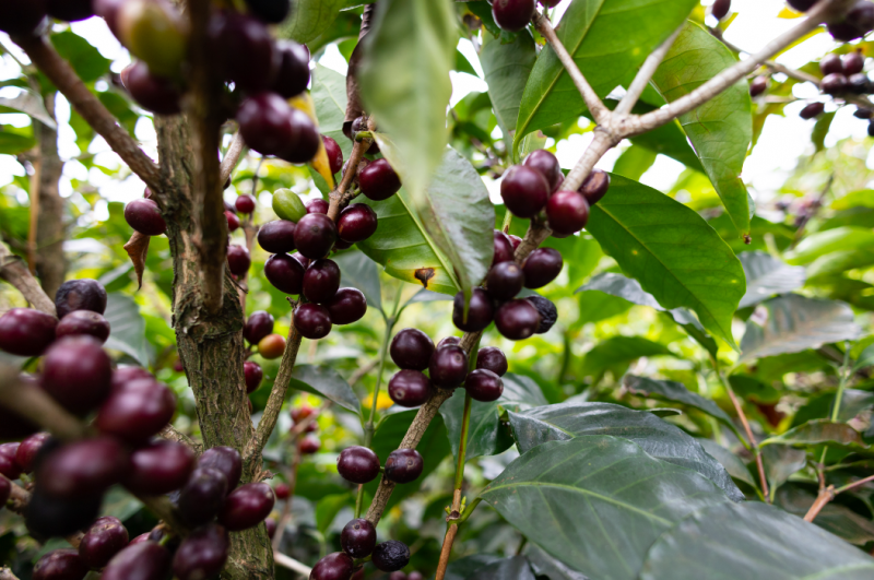 Odmiany kawy
Na smak i jakość kawy wpływa wiele czynników – od zdrowia gleby, przez wysokość plantacji, ilość opadów, aż po sposób obróbki ziaren. Jednak kluczowym elementem, który często jest pomijany, jest odmiana rośliny, z której kawa pochodzi.