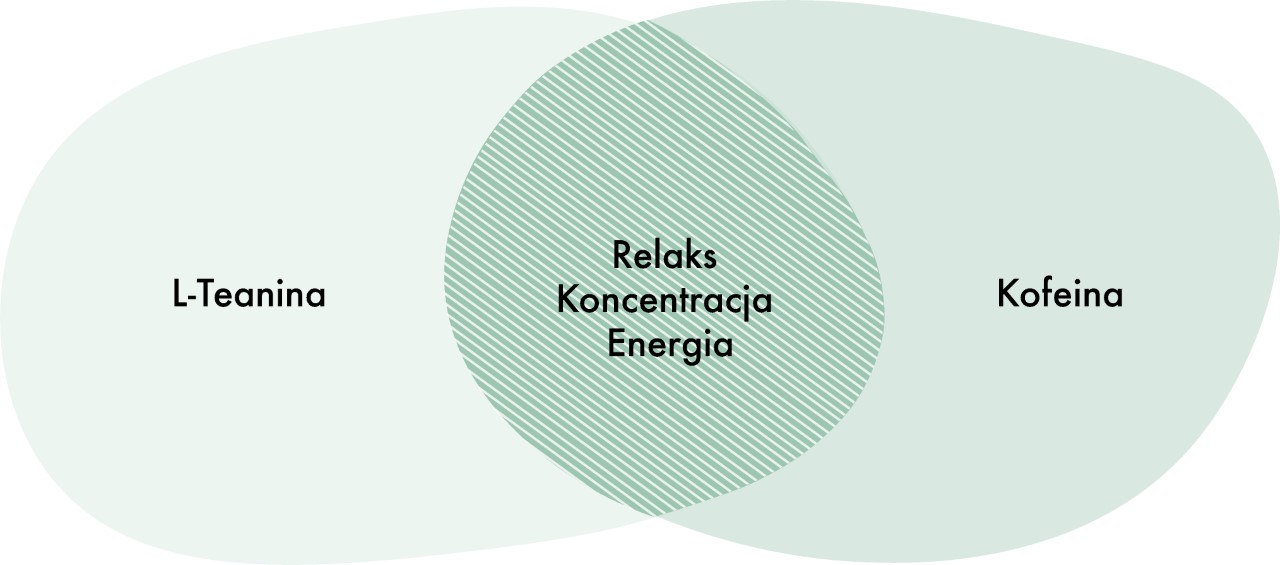 Dzięki wysokiej zawartości L-teaniny, matcha wspiera produkcję fal alfa w mózgu, które poprawiają koncentrację, redukują stres i pomagają osiągnąć stan relaksu bez senności. Te właściwości sprawiają, że matcha jest szczególnie polecana dla osób pracujących w stresujących warunkach oraz studentów przygotowujących się do egzaminów.