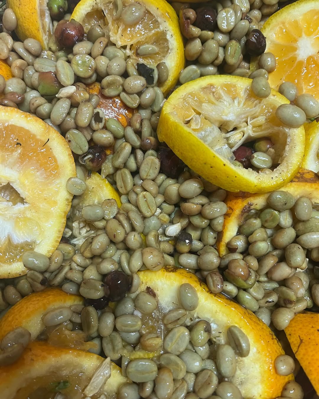 Kawa infuzowana pomarańczami - ielone ziarno kawy po zbiorze na plantacji w beczce z owocami.