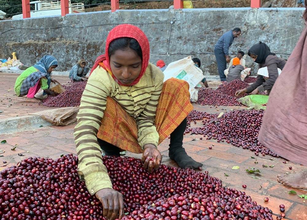 Ziarna pochodzą z regionu Karnataka w Indiach, gdzie plantacje znajdują się na wysokości 1000–1600 m n.p.m. Tropikalny klimat, bogate w składniki mineralne gleby oraz unikalne techniki obróbki sprawiają, że Indie Monsooned Malabar to kawa o niepowtarzalnym charakterze.