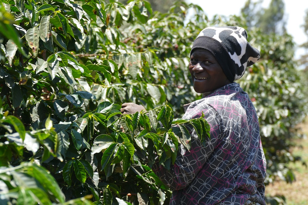 Założona w latach 20. XX wieku przez niemieckiego osadnika, plantacja Ngila Estate przeszła wiele zmian, łącząc tradycję z nowoczesnością. Od 1992 roku, pod zarządem rodziny Meyer, wprowadzono innowacyjne technologie, takie jak nawadnianie kroplowe i oszczędne procesy przetwarzania ziaren. Na 100 hektarach plantacji rośnie 150 000 krzewów kawowca, z których każdego roku produkuje się około 120 ton wysokiej jakości kawy. 