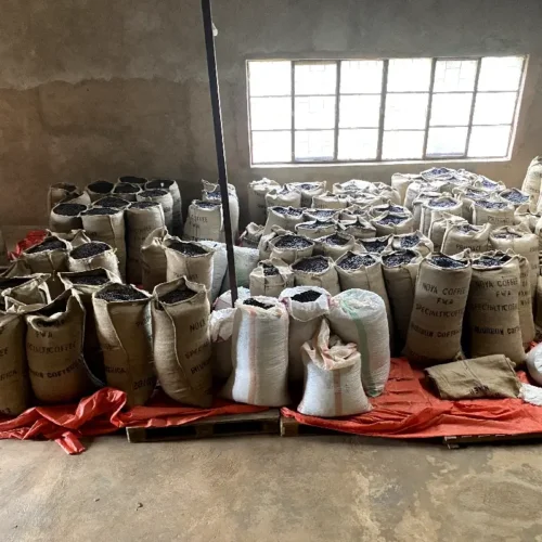 Alternative view of Rwanda Nova Red Bourbon Peaberry Natural | Specialty Light Roasted 200g