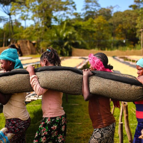 jasno palona pod metody przelewowe kobiet niosą kawę w etiopii