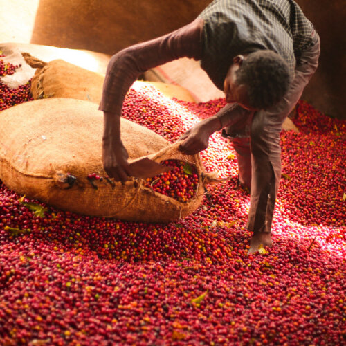 Kawa z Shantawene to prawdziwa podróż do serca Etiopii. Ziarna naturalnie przetworzone zachwycają nutami dojrzałych owoców, subtelną kwasowością i głęboką słodyczą. To nie tylko produkt – to historia miejsca, ludzi i ich troski o każdy etap produkcji. Każda filiżanka Shantawene oddaje klimat słonecznych, zielonych wzgórz Sidamy