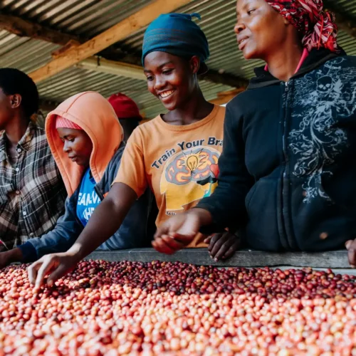 Rwanda Rugali Natural Anaerobic