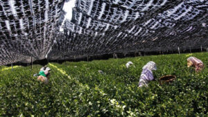 Uprawa krzewów tencha – baza do produkcji matchy, zielone pola w Kyoto