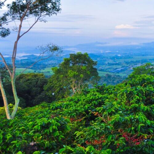 POLE KAWY Hacienda Sonora