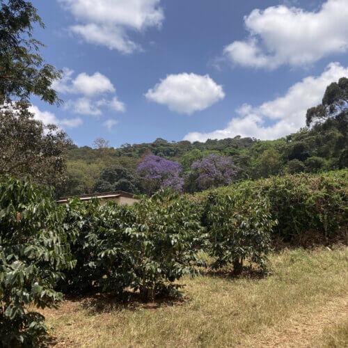 W smaku dominuje czerwona porzeczka i mandarynka. W tle pojawia się lekka miodowa słodycz, trzcina cukrowa i subteln