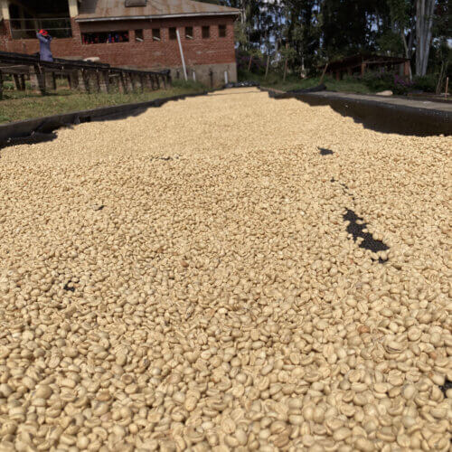 Proces obróbki fermented washed Ziarna Kent AA przechodzą fermentację i mycie, co podkreśla czystość profilu i owocowy charakter.