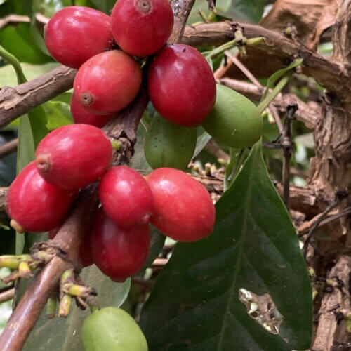 Tanzania Kent AA z Ngila Estate to kawa o wyrazistym, owocowym charakterze, w której świeżość czerwonej porzeczki spotyka się z mandarynkową słodyczą i lekkimi herbacianymi nutami. Klarowna, soczysta i świetnie zbalansowana. Idealna do przelewów i codziennych rytuałów.