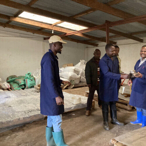 Tanzania Kent AA Ngila Estate - kawa przelewowa