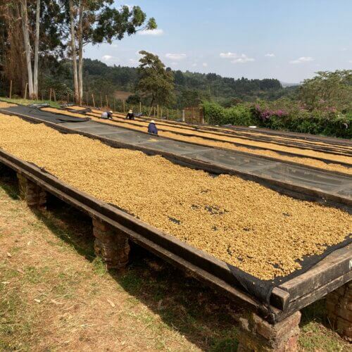 Kent AA to klasyczna tanzańska odmiana arabiki, znana z dużych, gęstych ziaren i wyrazistego profilu. W regionie Karatu, na wysokości 1600–1800 m n.p.m