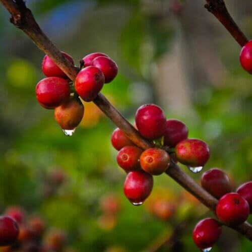 Kawa na krzaku w caosta rica