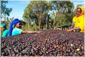 Etiopia Guji Mulish Natural 1203 480 Kawa z Etiopii – charakterystyczne cechy ziarnistych kaw z Etiopii