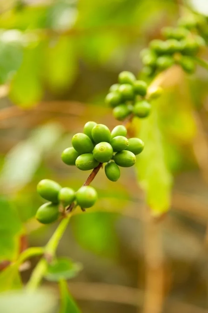 Ethiopia Yirgacheffe Mamo Kacha to wyrafinowana kawa ziarnista