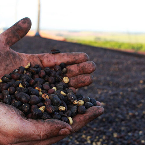 Brazylia Fazenda Barinas - Yellow Bourbon - obrazek 3