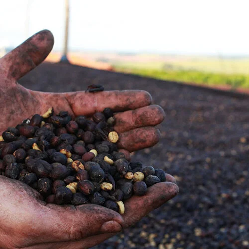 Brazylia Fazenda Barinas - kawa ziarnista jasno palona Colbergcoffee 250 g, zdjęcie 3