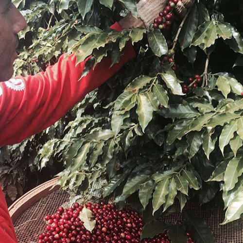 Brazylia Fazenda Barinas - Yellow Bourbon - obrazek 4