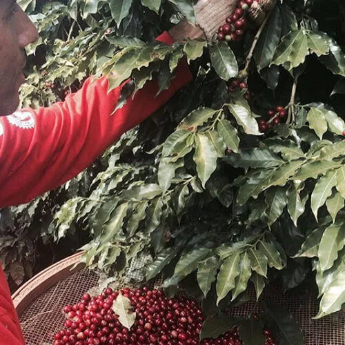 Brazylia Fazenda Barinas - kawa ziarnista jasno palona Colbergcoffee 250 g, zdjęcie 4
