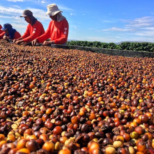 Brazylia Fazenda Barinas - Yellow Bourbon - obrazek 2