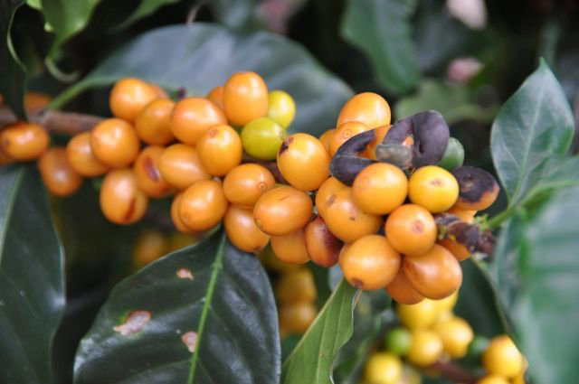 Yellow Bourbon to jedna z najcenniejszych botanicznych odmian kawy. Słynie z wyjątkowego połączenia naturalnej słodyczy z nutami owoców i czekolady. Jej ziarna są szczególnie cenione w jasno palonych profilach, które najlepiej wydobywają ich zrównoważony smak i aromat. To kawa, która idealnie sprawdza się w metodach przelewowych, zapewniając pełnię doznań smakowych. 