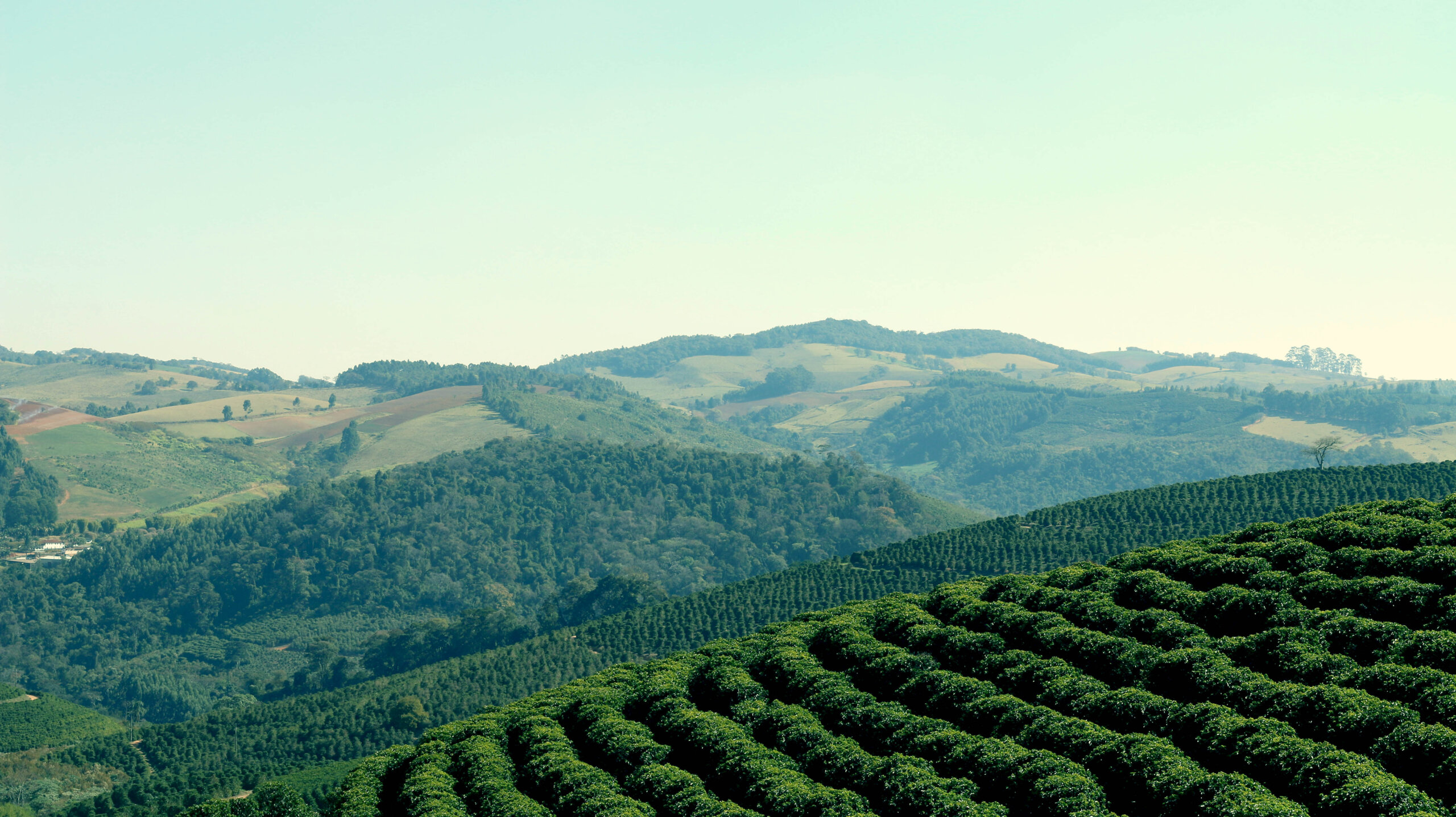 Plantacja Fazenda Rainha znajduje się na wysokości 1150–1400 m n.p.m. w południowej części regionu Mogiana, Minas Gerais. Od 1890 roku zarządzana przez rodzinę Carvalho Dias, plantacja znana jest z produkcji najwyższej jakości kawy w sposób zrównoważony. Ręczna obsługa upraw, idealne warunki klimatyczne i tradycja sprawiły, że ziarna z Fazenda Rainha były wielokrotnie nagradzane, w tym w konkursie Cup of Excellence.