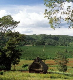 1497900979 1 Tanzania Ngila Estate Kent 250 g